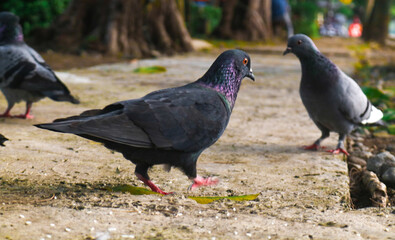 A flock of purebred pigeons in the park is eating rice. Brown and black pigeons are feeding on the ground. Garden pigeons