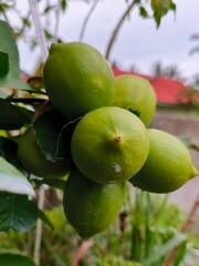 several limes on one stalk