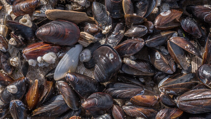 SHELLS - A small seashells on the sand of sea beach