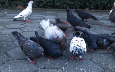 A flock of purebred pigeons in the park is eating rice. Brown and black pigeons are feeding on the ground. Mass event that sings pigeon house.