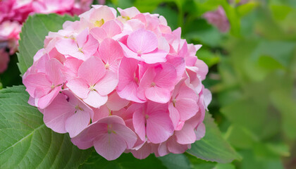 Fototapeta premium A Close Up of a Pink Hydrangea Bloom in a Garden Setting and Copy Space