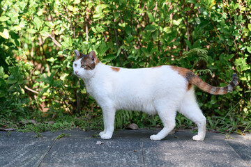Cat standing by the grass