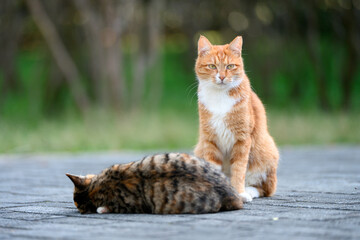 Outdoors, cat sitting on the ground