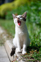 Kittens sit with their mouths open