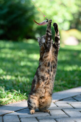 Tabby playing in the park