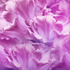 Obraz premium Tulips flowers. Floral background. Closeup. For design. Nature.