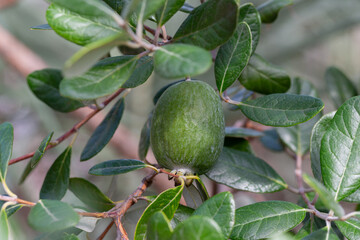 Ripe feijoa fruits on a tree (lat. Acca sellowiana). Fresh feijoa ready to harvest in autumn, November.