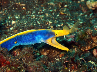 Rhinomuraena quaesita, which lives in the Pacific Ocean