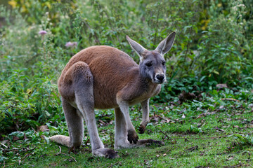 A kangaroo in the forest