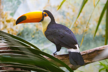 Toco toucan with a beautiful beak