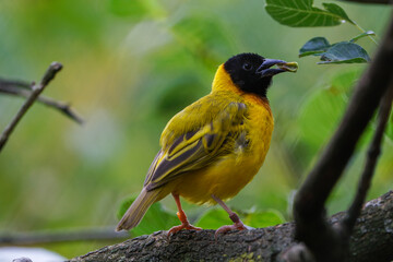 Black-headed weaver on a branch