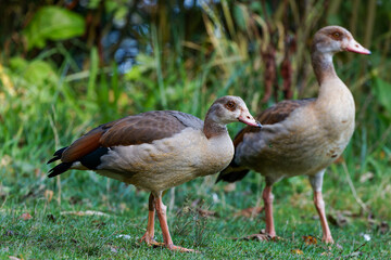 Obraz premium A couple of the Egyptian goose