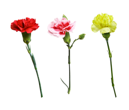 Set of carnation flowers isolated on white or transparent background