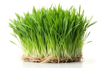 Bunche of gras on white background