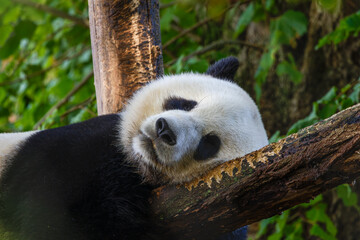 A sleeping Panda bear on a branch