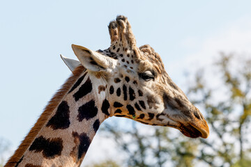 Obraz premium A closeup from a giraffe