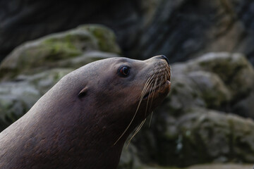 Obraz premium A detailled sea lion (family Otariidae)