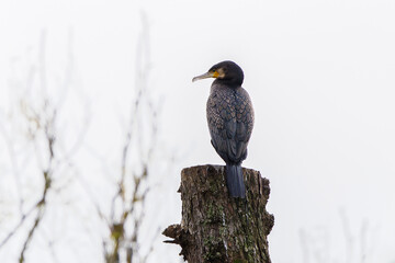 Cormorant, Phalacrocoracidae family