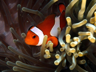 Cute Yellowtail Clownfish (Amphiprion clarkii) among beautiful Sea Anemones