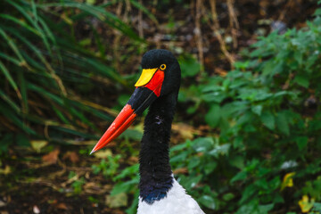 Colorful Saddle-billed stork © Michael