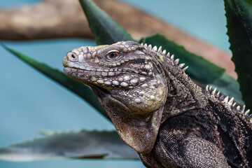 A high detailed iguana