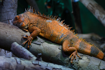 Fototapeta premium A high detailed red iguana