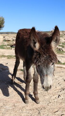 Fototapeta premium Close-Up of a Fluffy Brown Donkey Standing Outdoors on a Sunny Day in a Rural Countryside Setting with Blue Sky Background, Highlighting Its Cute Features and Natural Environment 