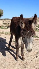 Close-Up of a Fluffy Brown Donkey Standing Outdoors on a Sunny Day in a Rural Countryside Setting with Blue Sky Background, Highlighting Its Cute Features and Natural Environment
