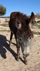 Fototapeta premium Close-Up of a Fluffy Brown Donkey Standing Outdoors on a Sunny Day in a Rural Countryside Setting with Blue Sky Background, Highlighting Its Cute Features and Natural Environment 