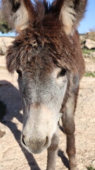 Close-Up of a Fluffy Brown Donkey Standing Outdoors on a Sunny Day in a Rural Countryside Setting with Blue Sky Background, Highlighting Its Cute Features and Natural Environment
