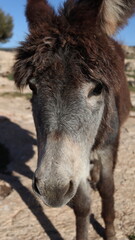 Fototapeta premium Close-Up of a Fluffy Brown Donkey Standing Outdoors on a Sunny Day in a Rural Countryside Setting with Blue Sky Background, Highlighting Its Cute Features and Natural Environment 