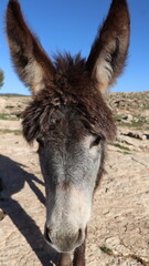 Close-Up of a Fluffy Brown Donkey Standing Outdoors on a Sunny Day in a Rural Countryside Setting with Blue Sky Background, Highlighting Its Cute Features and Natural Environment

