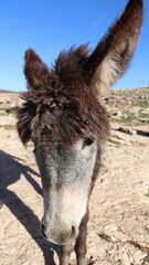 Close-Up of a Fluffy Brown Donkey Standing Outdoors on a Sunny Day in a Rural Countryside Setting with Blue Sky Background, Highlighting Its Cute Features and Natural Environment
