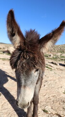 Close-Up of a Fluffy Brown Donkey Standing Outdoors on a Sunny Day in a Rural Countryside Setting with Blue Sky Background, Highlighting Its Cute Features and Natural Environment
