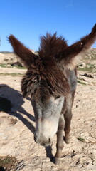Fototapeta premium Close-Up of a Fluffy Brown Donkey Standing Outdoors on a Sunny Day in a Rural Countryside Setting with Blue Sky Background, Highlighting Its Cute Features and Natural Environment 