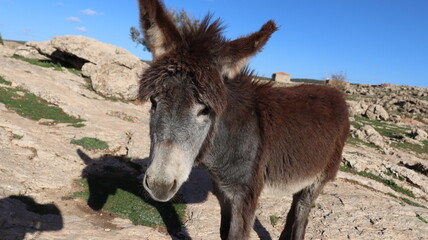 Close-Up of a Fluffy Brown Donkey Standing Outdoors on a Sunny Day in a Rural Countryside Setting with Blue Sky Background, Highlighting Its Cute Features and Natural Environment
