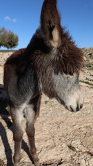 Close-Up of a Fluffy Brown Donkey Standing Outdoors on a Sunny Day in a Rural Countryside Setting with Blue Sky Background, Highlighting Its Cute Features and Natural Environment
