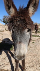 Close-Up of a Fluffy Brown Donkey Standing Outdoors on a Sunny Day in a Rural Countryside Setting with Blue Sky Background, Highlighting Its Cute Features and Natural Environment
