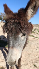 Fototapeta premium Close-Up of a Fluffy Brown Donkey Standing Outdoors on a Sunny Day in a Rural Countryside Setting with Blue Sky Background, Highlighting Its Cute Features and Natural Environment 