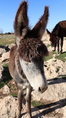 Close-Up of a Fluffy Brown Donkey Standing Outdoors on a Sunny Day in a Rural Countryside Setting with Blue Sky Background, Highlighting Its Cute Features and Natural Environment

