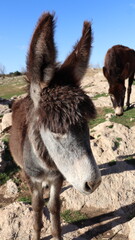Close-Up of a Fluffy Brown Donkey Standing Outdoors on a Sunny Day in a Rural Countryside Setting with Blue Sky Background, Highlighting Its Cute Features and Natural Environment
