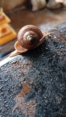 mollusca, snail
