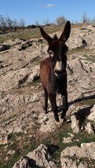 Close-Up of a Fluffy Brown Donkey Standing Outdoors on a Sunny Day in a Rural Countryside Setting with Blue Sky Background, Highlighting Its Cute Features and Natural Environment
