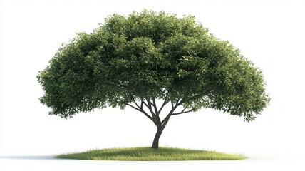 A Single Tree with Lush Green Foliage and a Patch of Grass on a White Background