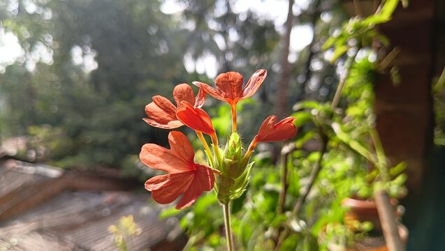 Aboli flower, Goa