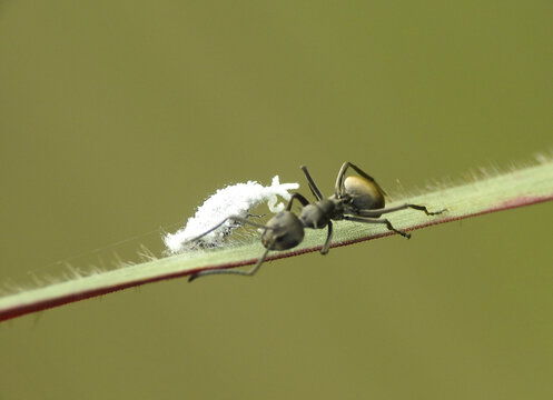 Formicine ant Polyrhachis on a plant