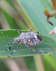 Predatory stink bug from Podisus genus on the leaf