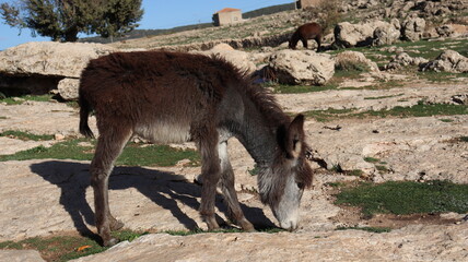 Close-Up of a Fluffy Brown Donkey Standing Outdoors on a Sunny Day in a Rural Countryside Setting with Blue Sky Background, Highlighting Its Cute Features and Natural Environment
