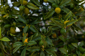 Fresh citrus fruits growing on a tree in sunlight during the day