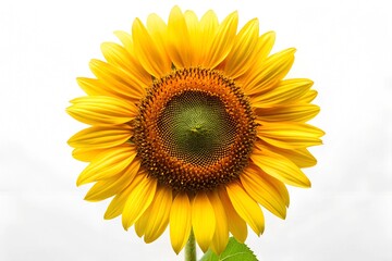 Fototapeta premium Sunflower flower on white background